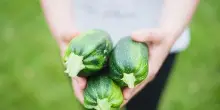 Il caldo fa scendere i prezzi delle zucchine, all&rsquo;ingrosso -11%