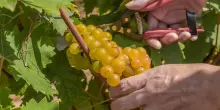 Consorzio Asti Docg: proposta rese a 85 q/ha nella prossima vendemmia