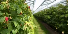 Confagri Mantova: no al maxi impianto agrivoltaico a Ceresara