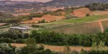 Fonzone presenta &ldquo;Colpo di Coda&rdquo;, nuova Irpinia Coda di Volpe Doc