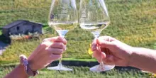 Dal 2 al 5 luglio torna in Val di Cembra rassegna sul Muller Thurgau