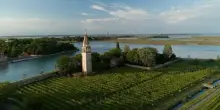 Vino, Venissa presenta tre cru di Dorona nella Laguna Nord di Venezia