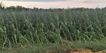 Da grandinate di ieri danni pesanti ad agricoltura nel vicentino