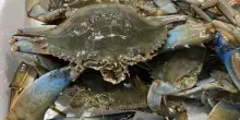 Agci: cefali predano larve granchio blu, pu&ograve; essere strategia