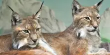 Natura, aperta la nuova area delle linci al Bioparco di Roma