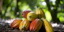 Giornata mondiale cacao, 90% produzione in solo 9 nazioni