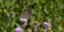 Mutti con il Wwf crea l&rsquo;Oasi affiliata di Montechiarugolo
