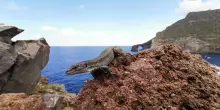 Lucertola delle Eolie a rischio estinzione, appello urgente al Governo