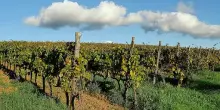 BESS a Suvereto, Consorzio Vini: regole contro impatto di pi&ugrave; impianti