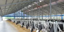 Confcooperative: bene cambio passo Bruxelles su zootecnia
