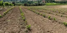 Mastroberardino impianta a Mirabella Eclano il futuro dell&rsquo;Aglianico