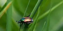 Cresce nell&rsquo;alessandrino l&rsquo;allerta per il coleottero giapponese