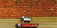 Pomodoro da industria, stime produzione +4% sul 2025