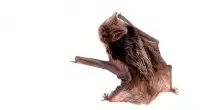 Cnr: Ritrovato a Roma il barbastello, una specie rarissima di pipistrello