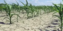 Siccit&agrave;, Favero (Pd): in Veneto abbandonare logica dell&rsquo;emergenza