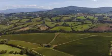 Consorzio Vini Maremma Toscana: stop a 1% annuo e estirpazioni mirate