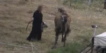 Maltrattamenti e condizioni estreme per animali in un Circo del Lazio