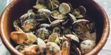 Agci Agroittico chiede stato calamit&agrave; comparto molluschi bivalvi
