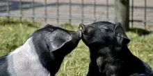 Consorzio Cinta Senese: intervenire a tutela Cinta Senese Dop