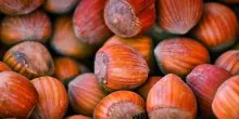 Continua trend ribassista su mercato nocciole in Turchia