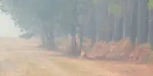 Incendi in Francia, salgono a 220mila gli evacuati nella Gironda