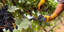 Coldiretti: vendemmia al via con 10 giorni anticipo per il caldo