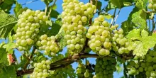 Assoenologi e Uiv: clima troppo variabile, sospese stime vendemmia