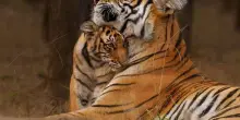 Wwf, Il 29 luglio &egrave; la Giornata Mondiale della Tigre