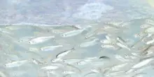 Alborelle allevate in acque depurate tornano nei fiumi lombardi