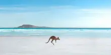 Western Australia, cinque incontri con la fauna del continente