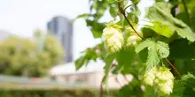 Carlsberg mappa il Dna del luppolo: una svolta per il futuro della birra