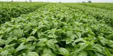 Filiera del basilico: ricerca e imprese fanno squadra contro la peronospora
