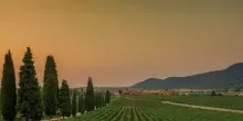 In Franciacorta vendemmia &egrave; partita per la prima volta il 30 luglio