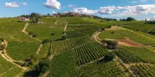 Brachetto d&rsquo;Acqui Docg: vendemmia anticipata entro met&agrave; agosto