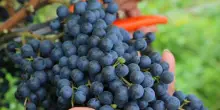 Vendemmia 2026: il caldo riscrive il calendario del vino italiano