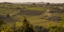 Cantina Tollo Group amplia di 133 ettari la superficie vitata