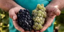 Alta Langa Docg: vendemmia anticipata al via il 5 agosto, uve sane