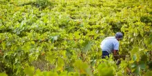 Vendemmia 2026: i vignaioli non temono il calo delle rese, anzi