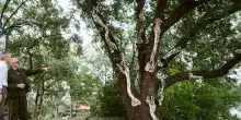 Tenute Ballasanti: sull&rsquo;Etna nasce un Parco artistico permanente
