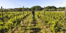 I vignaioli indipendenti della Fivi debuttano al Meeting di Rimini