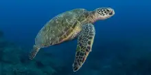 Tartarughe marine: oltre 115 deposizioni seguite dal Wwf in Sicilia