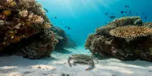 Ambiente: granchio blu, ENEA testa metodo rapido per estrarre chitina