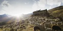 A settembre in Val Senales il ritorno delle greggi attraverso le Alpi