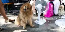 LAV porta in salvo tutti gli animali bloccati dentro Spin Time a Roma
