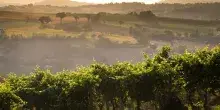 Verdicchio Jesi, Imt: per prossima raccolta taglio rese e stoccaggio