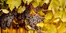 Vendemmia 2026, R. Abruzzo riduce le rese di Montepulciano Doc