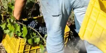 Cons. Maremma Toscana: uve sane e qualit&agrave; promettente malgrado il caldo
