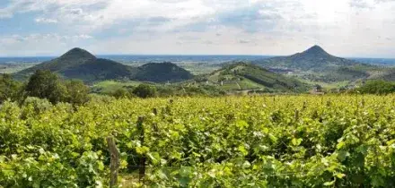 Colli Euganei: vendemmia al via il 10 agosto, anticipo di una settimana