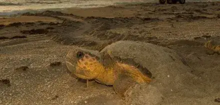 Caretta caretta, circa 280 nidi individuati in Italia dopo record 2025