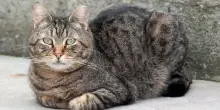 Oggi Giornata mondiale del gatto: l&rsquo;animale che ci ha addomesticati